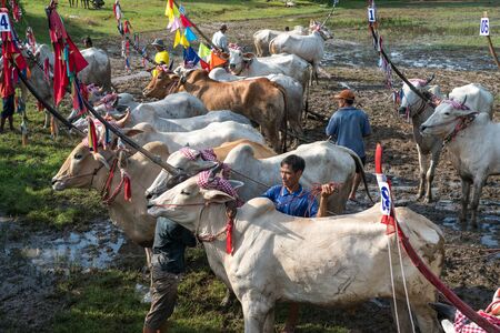 Chau Doc, Vietnam - Oct 13, 2018: Cows standing on the field during ox racing festival in Chau Doc, Vietnam.のeditorial素材