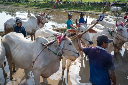 Chau Doc, Vietnam - Oct 13, 2018: Cows standing on the field during ox racing festival in Chau Doc, Vietnam.のeditorial素材