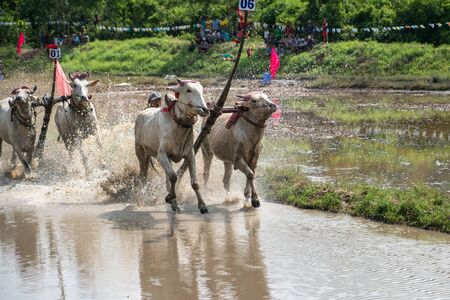 Chau Doc, Vietnam - Oct 13, 2018: Ox racing festival in Chau Doc, Vietnamのeditorial素材