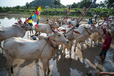 Chau Doc, Vietnam - Oct 13, 2018: Cows standing on the field during ox racing festival in Chau Doc, Vietnam.のeditorial素材