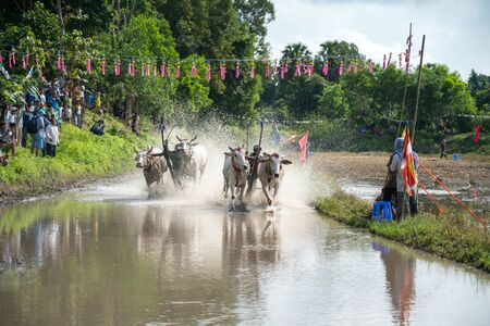 Chau Doc, Vietnam - Oct 13, 2018: Ox racing festival in Chau Doc, Vietnamのeditorial素材