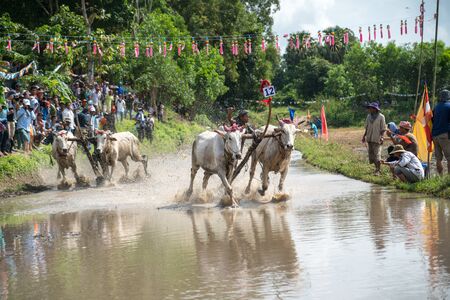 Chau Doc, Vietnam - Oct 13, 2018: Ox racing festival in Chau Doc, Vietnamのeditorial素材