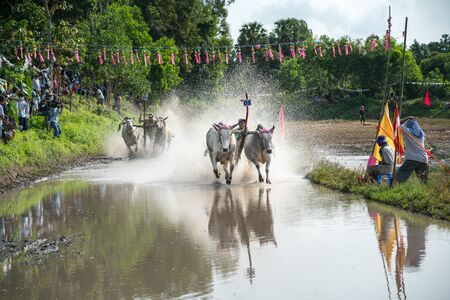 Chau Doc, Vietnam - Oct 13, 2018: Ox racing festival in Chau Doc, Vietnamのeditorial素材