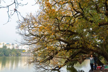 Hanoi, Vietnam - Feb 18, 2019: Yellow leaf tree in Hanoi. The "leaf change" season at Hoan Kiem lake, center of Hanoiのeditorial素材