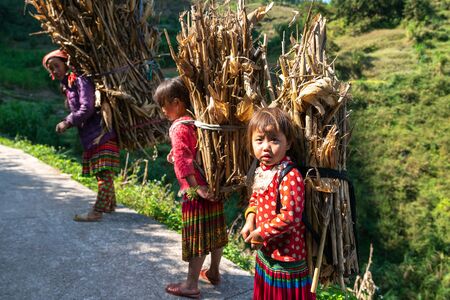 Ha Giang, Vietnam - Nov 25, 2018: Children with wood on back basket heading home at Ma Pi Leng passのeditorial素材