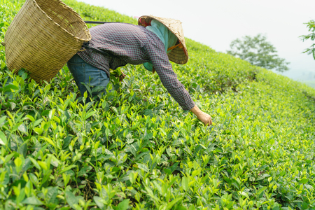 Tea plantation with Vietnamese woman picking tea leaves and buds in early morningの写真素材