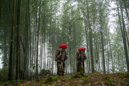 Vietnamese ethnic minority Red Dao women in traditional dress and basket on back in misty bamboo forest in Lao Cai, Vietnamの写真素材