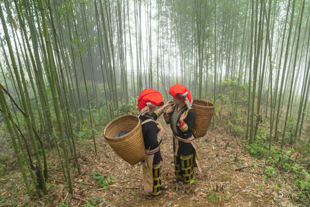 Vietnamese ethnic minority Red Dao women in traditional dress and basket on back in misty bamboo forest in Lao Cai, Vietnamの写真素材
