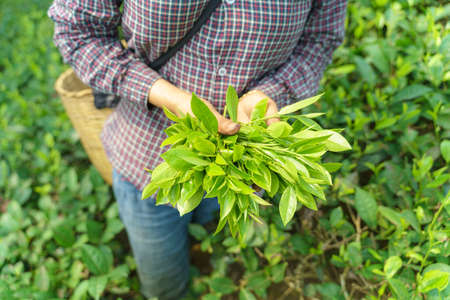 Woman worker hands holding fresh tea leaves in tea plantationの写真素材