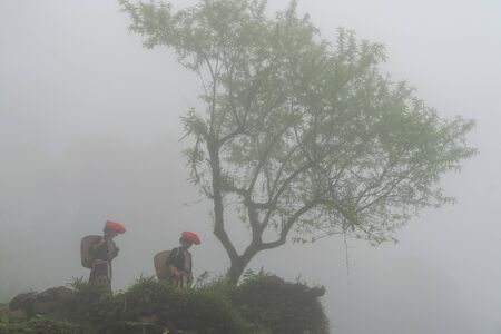 Vietnamese ethnic minority Red Dao women in traditional dress and basket on back with a tree in misty forest in Lao Cai, Vietnamの写真素材