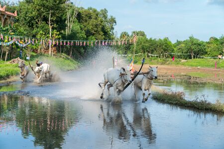 Ox racing festival in Chau Doc, Vietnamの写真素材