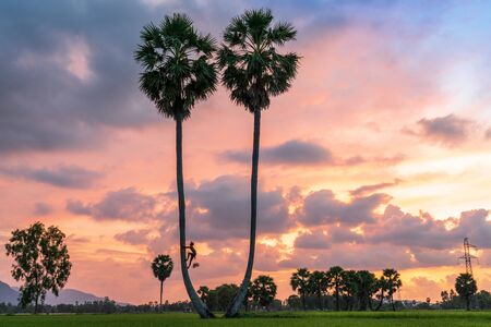 Sunset landscape with sugar palm trees in Chau Doc, An Giang, Mekong delta, Vietnamの写真素材