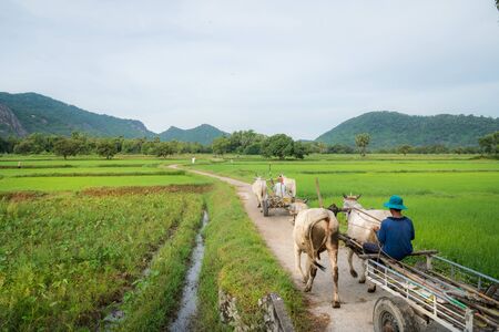 Country road in Chau Doc, Mekong delta, Vietnam, with ox wagon moving on the roadの写真素材