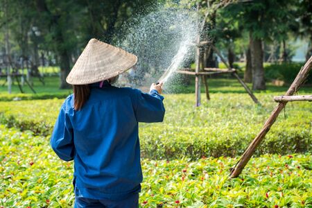 Vietnamese woman worker holds a water hose and water a gardenの写真素材