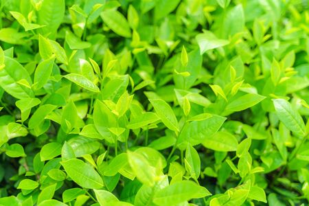 Fresh green tea leaves and buds in a tea plantation in morningの写真素材