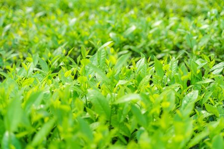 Fresh green tea leaves and buds in a tea plantation in morningの写真素材