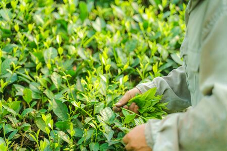 Tea plantation with Vietnamese woman picking tea leaves and buds in early morningの写真素材