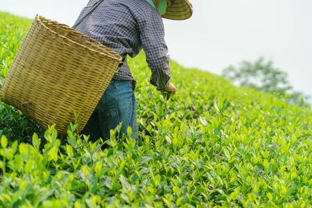 Tea plantation with Vietnamese woman picking tea leaves and buds in early morningの写真素材