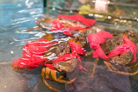 Crab in a showcase with hands tied with a red rope in supermarketの写真素材
