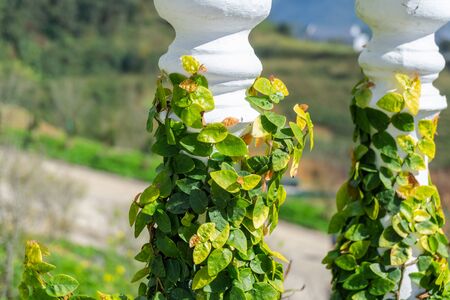Climbing ivy trees around white concrete fenceの写真素材
