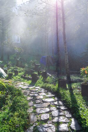 Wet path in the garden or forest with mistの写真素材