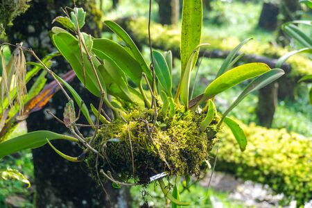 Forest orchid clump growing on the side of a dry dead treeの写真素材