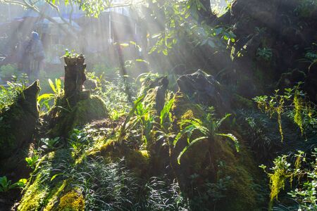 Sunbeams in the misty forest with rock, green leavesの写真素材