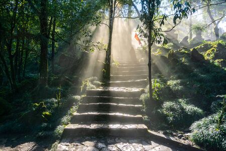 Wet path in the forest with mist and sunbeamsの写真素材