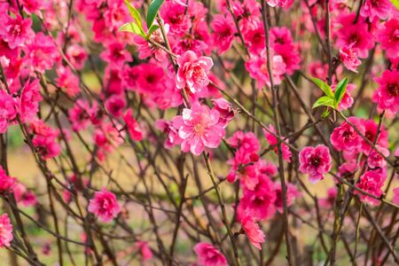 Peach flowers in the garden in blossoming timeの写真素材
