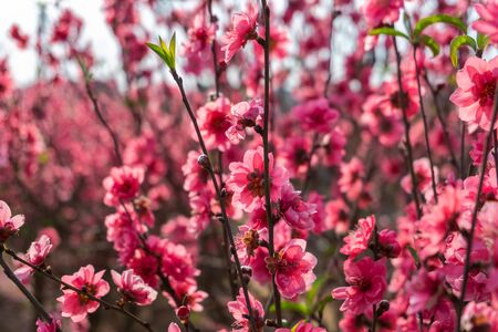 Peach flowers in the garden in blossoming timeの写真素材