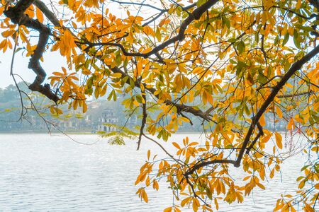 Yellow red leaves on branches in Hanoi. The "leaf change" season at Hoan Kiem lake, center of Hanoiの写真素材