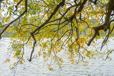 Yellow red leaves on branches in Hanoi. The "leaf change" season at Hoan Kiem lake, center of Hanoiの写真素材