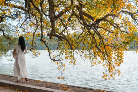 Yellow red leaves on branches in Hanoi. The "leaf change" season at Hoan Kiem lake, center of Hanoi. Vietnamese woman in traditional dress Ao Dai walking by the lakeの写真素材