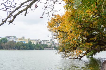 Yellow red leaves on branches in Hanoi. The "leaf change" season at Hoan Kiem lake, center of Hanoiの写真素材