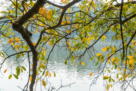 Yellow red leaves on branches in Hanoi. The leaf change season at Hoan Kiem lake, center of Hanoi