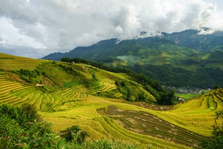 Terraced rice field in harvest season in Mu Cang Chai, Vietnam.の写真素材