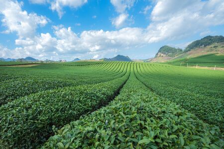 Tea plantation landscape on clear day. Tea farm with blue sky and white clouds.の写真素材