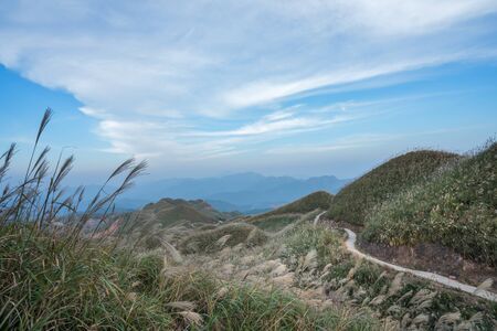 Reed grass fields with mountain on backgroundの写真素材