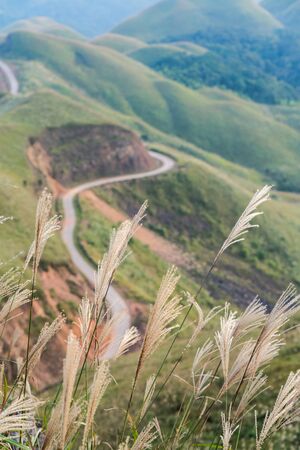 Reed grass fields with mountain on backgroundの写真素材