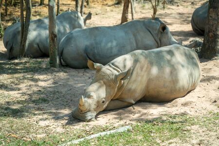 Group of Rhino living in Phu Quoc Safari zoo in Vietnamの写真素材