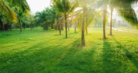Green trees in city park and sunlightの写真素材