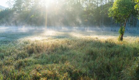Natural grass background with early sunlight, dew and fogの写真素材