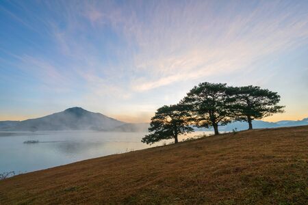 Big pine trees on yellow grass hill in early morningの写真素材