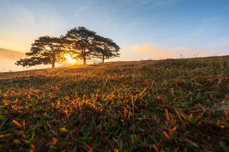 Big pine trees on yellow grass hill in early morningの写真素材