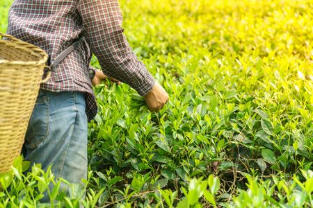 Tea plantation with Vietnamese woman picking tea leaves and buds in early morningの写真素材