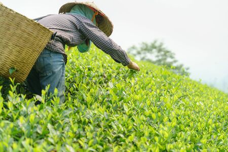 Tea plantation with Vietnamese woman picking tea leaves and buds in early morningの写真素材
