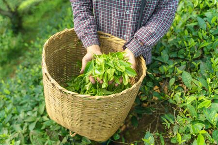 Woman worker hands holding fresh tea leaves over basket in tea plantationの写真素材