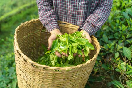 Woman worker hands holding fresh tea leaves over basket in tea plantationの写真素材
