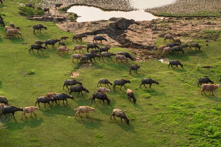 Herd of buffalo grazing next to the Red river, in Hanoi, Vietnamの写真素材