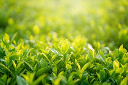 Green tea buds and leaves at early morning on plantationの写真素材